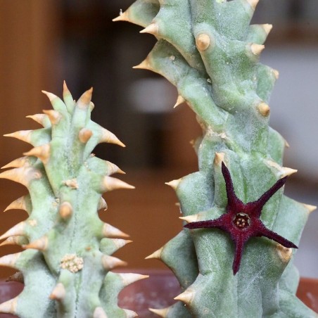 Quaqua mammillaris - Semillas