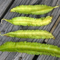 Judía del aire - Semillas