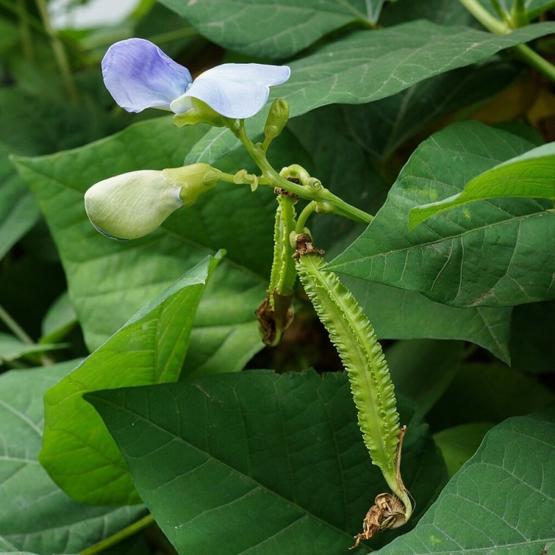 Judía del aire - Semillas