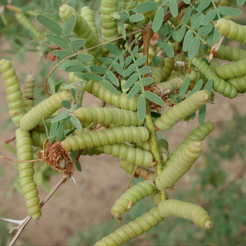 Algarrobo lanudo - Semillas