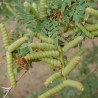 Algarrobo lanudo - Semillas