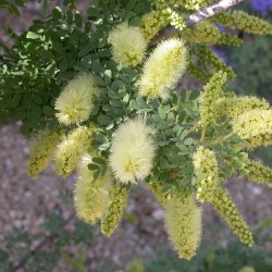 Algarrobo lanudo - Semillas