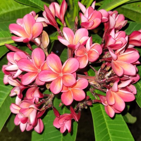 Plumeria - Semillas