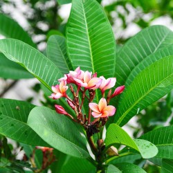 Plumeria - Semillas