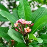Plumeria - Semillas