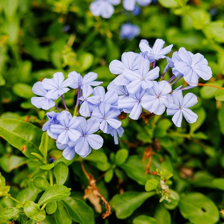 Plumbago - Semillas