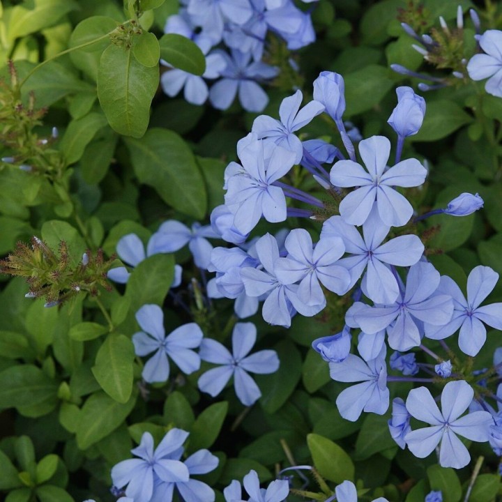 Plumbago - Semillas
