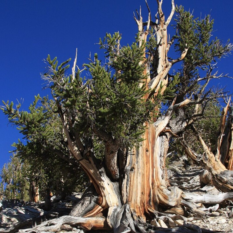 Pino longevo - Semillas