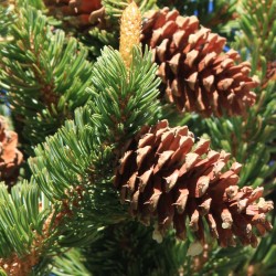 Pino longevo - Semillas