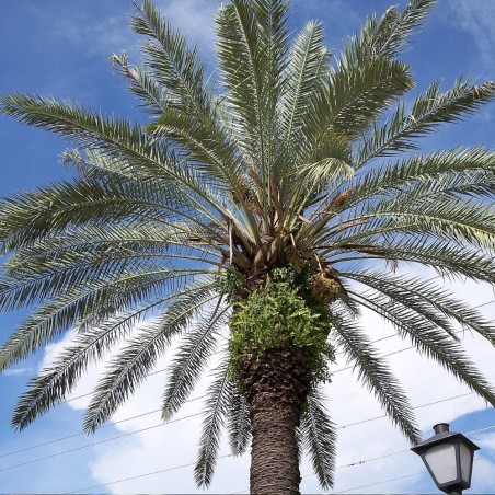 Palmera datilera - Semillas