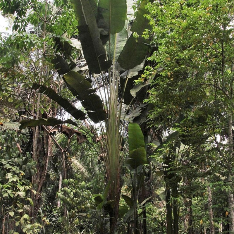 Phenakospermum guyannense - Semillas