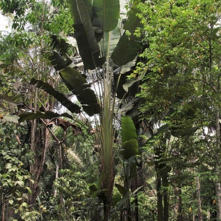 Phenakospermum guyannense - Semillas