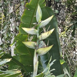 Phenakospermum guyannense - Semillas