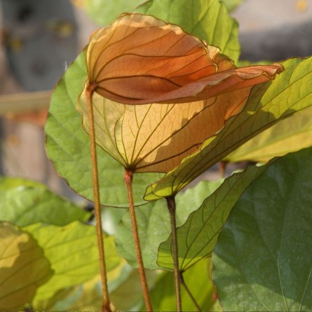 Phanera aureifolia - Semillas