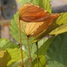 Phanera aureifolia - Semillas