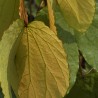 Phanera aureifolia - Semillas