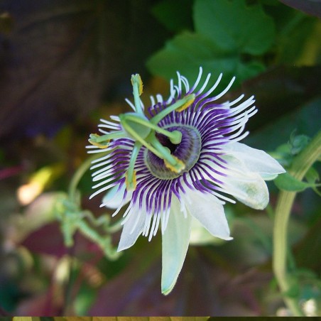 Pasionaria morifolia - Semillas