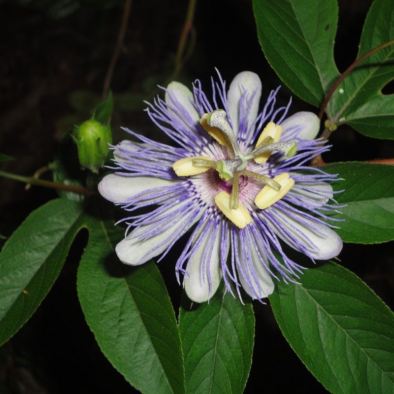 Pasionaria incarnata - Semillas