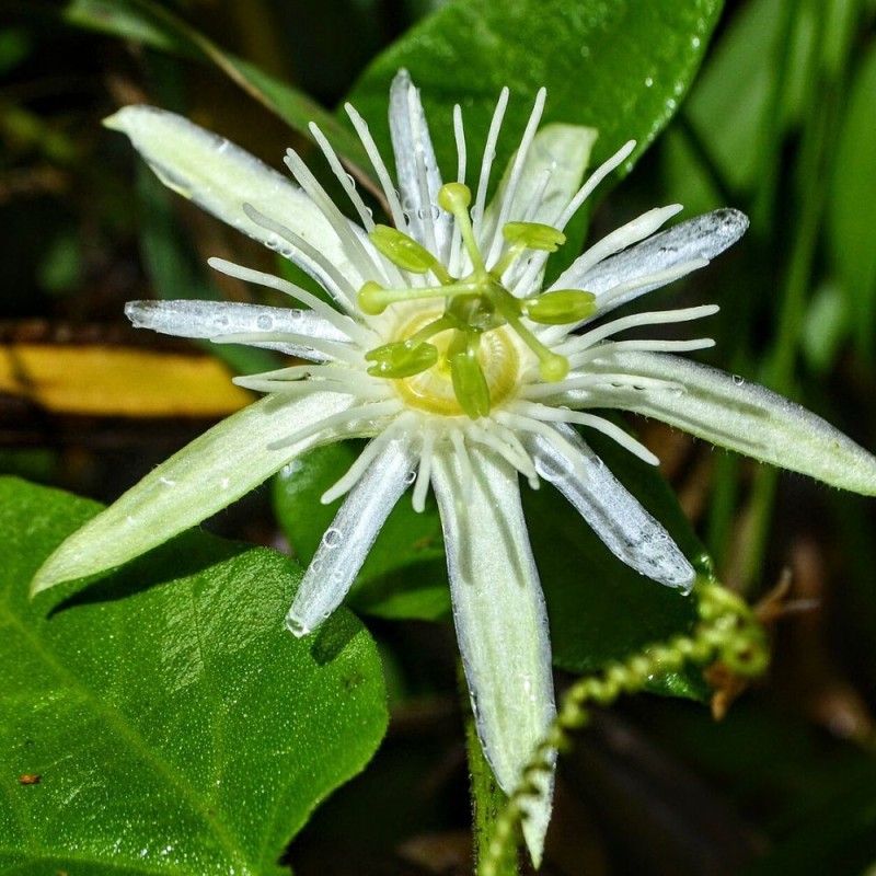 Pasionaria capsularis - Semillas