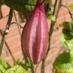 Pasionaria capsularis - Semillas