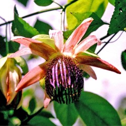 Pasionaria ambigua - Semillas