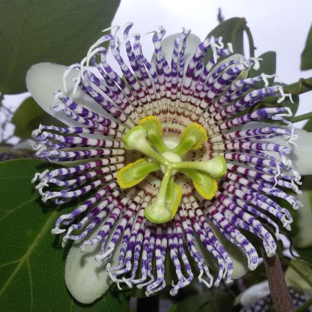 Pasiflora de mariposa - Semillas