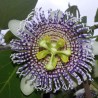 Pasiflora de mariposa - Semillas