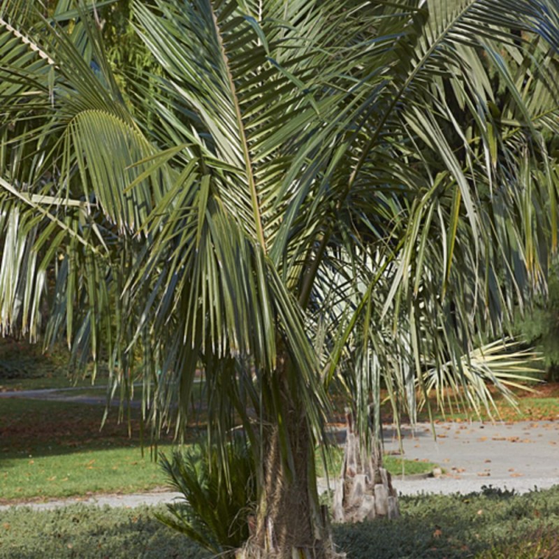 Parajubaea torallyi var. Microcarpa - Semillas