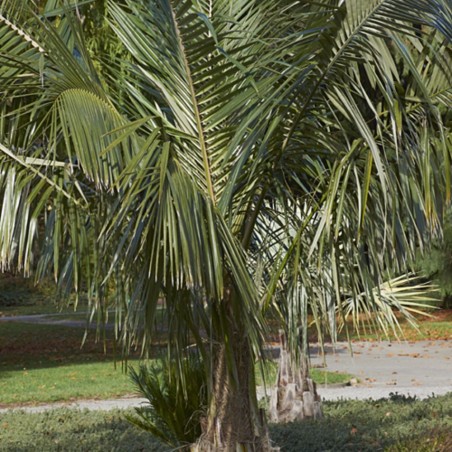 Parajubaea torallyi var. Microcarpa - Semillas