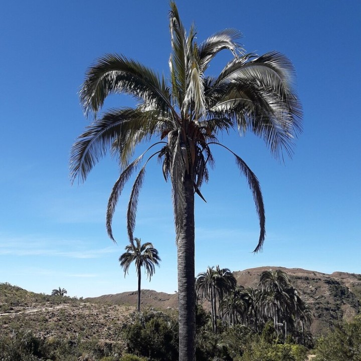Parajubaea torallyi var. Microcarpa - Semillas