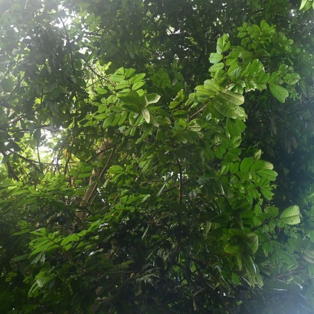 Ormosia krugii - Semillas