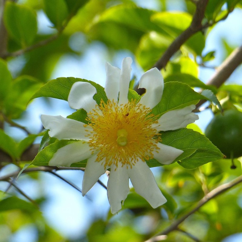 Oncoba espinosa - Semillas