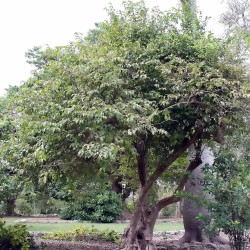 Oncoba espinosa - Semillas