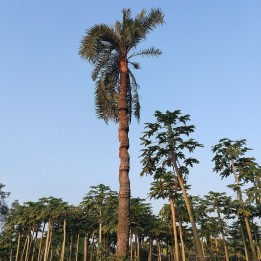 Palma bataua - Semillas