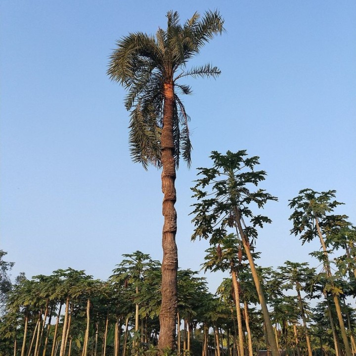 Palma bataua - Semillas