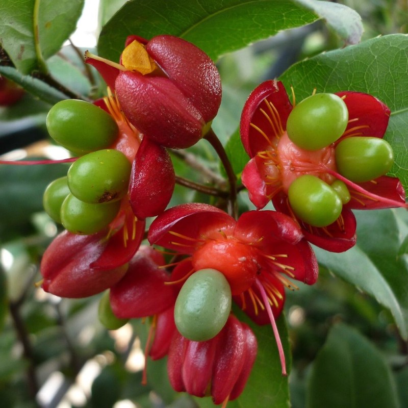 Ochna thomasiana - Semillas