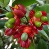 Ochna thomasiana - Semillas