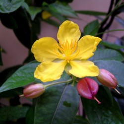 Ochna thomasiana - Semillas