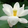 Loto blanco - Semillas