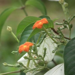 Mussaenda blanca - Semillas