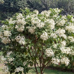 Mussaenda blanca - Semillas