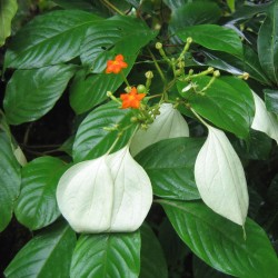 Mussaenda blanca - Semillas