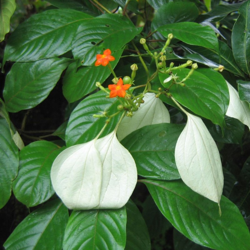 Mussaenda blanca - Semillas