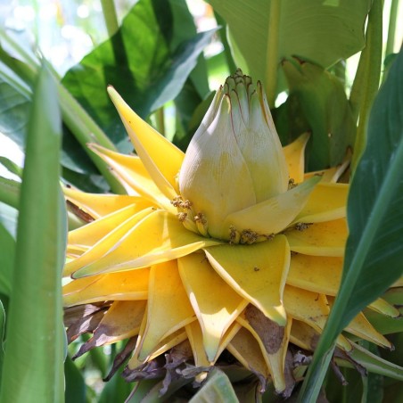 Platanillo dorado - Semillas