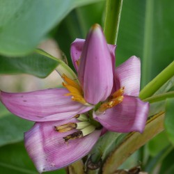 Musa ornata - Semillas