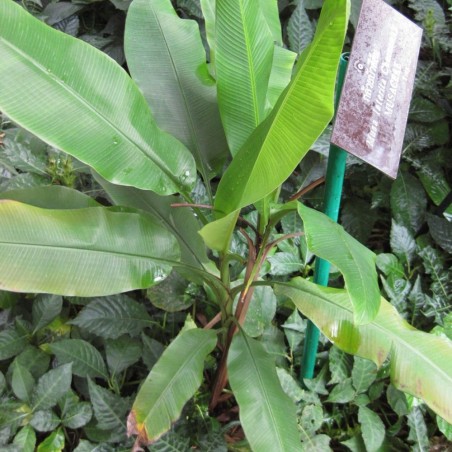 Musa laterita - Semillas