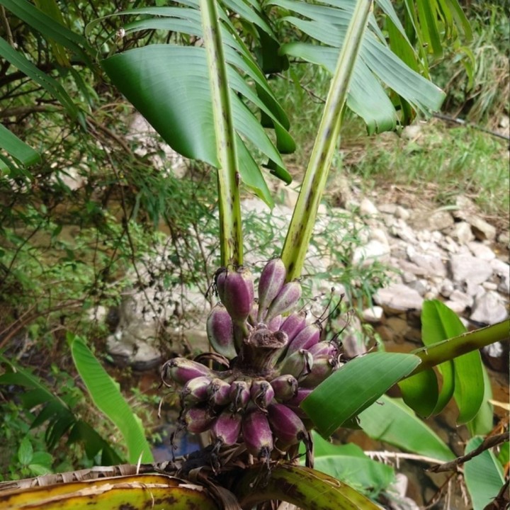 Musa itinerans var. Formosana - Semillas