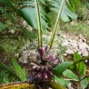 Musa itinerans var. Formosana - Semillas