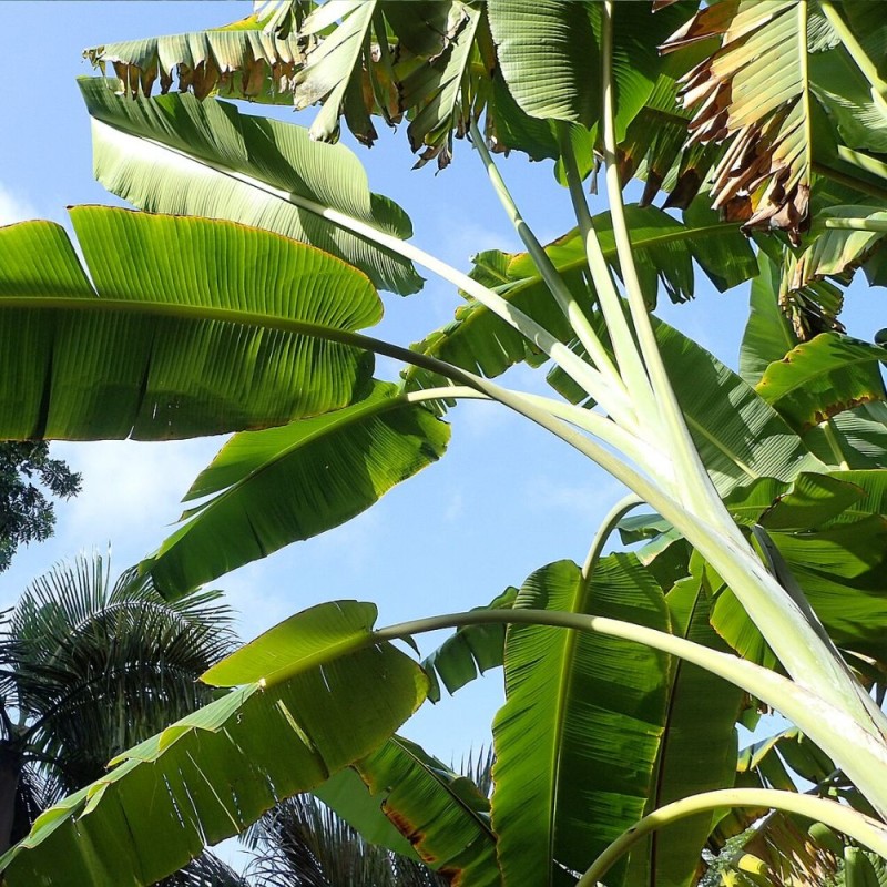 Musa itinerans var. Formosana - Semillas