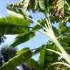 Musa itinerans var. Formosana - Semillas